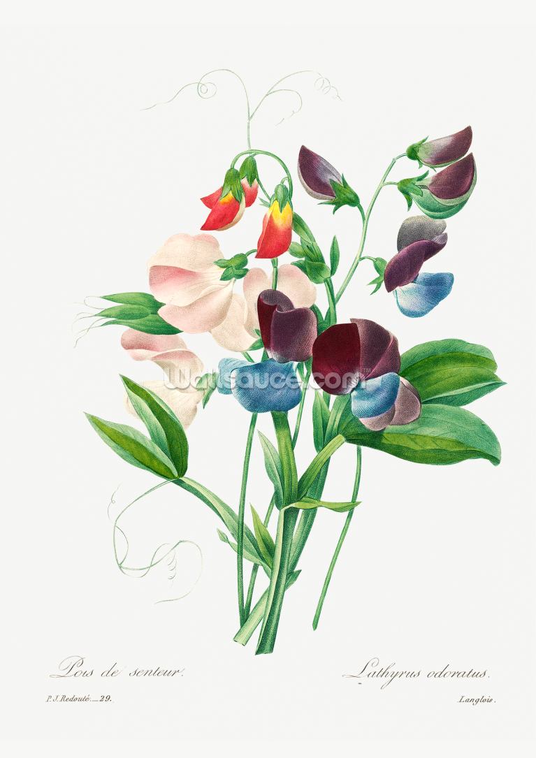 Sweet Pea Sweet Pea