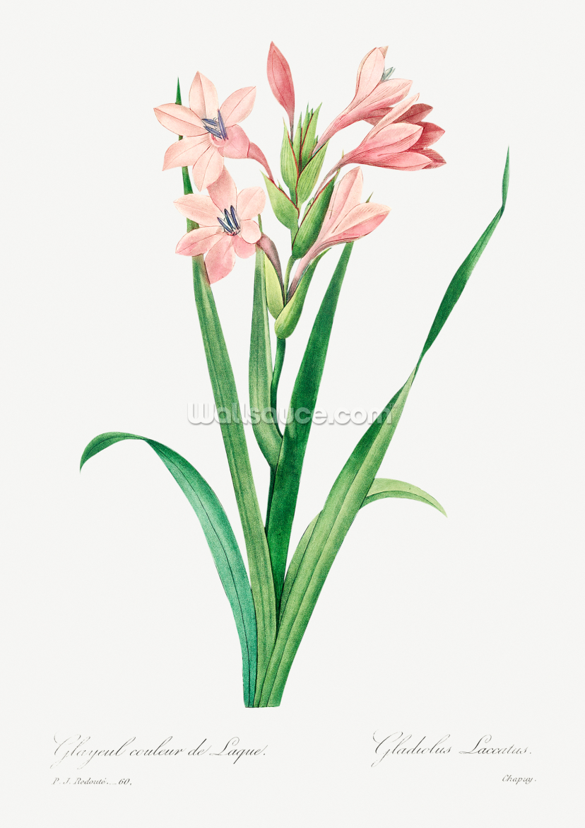 Sword Lily Sword Lily