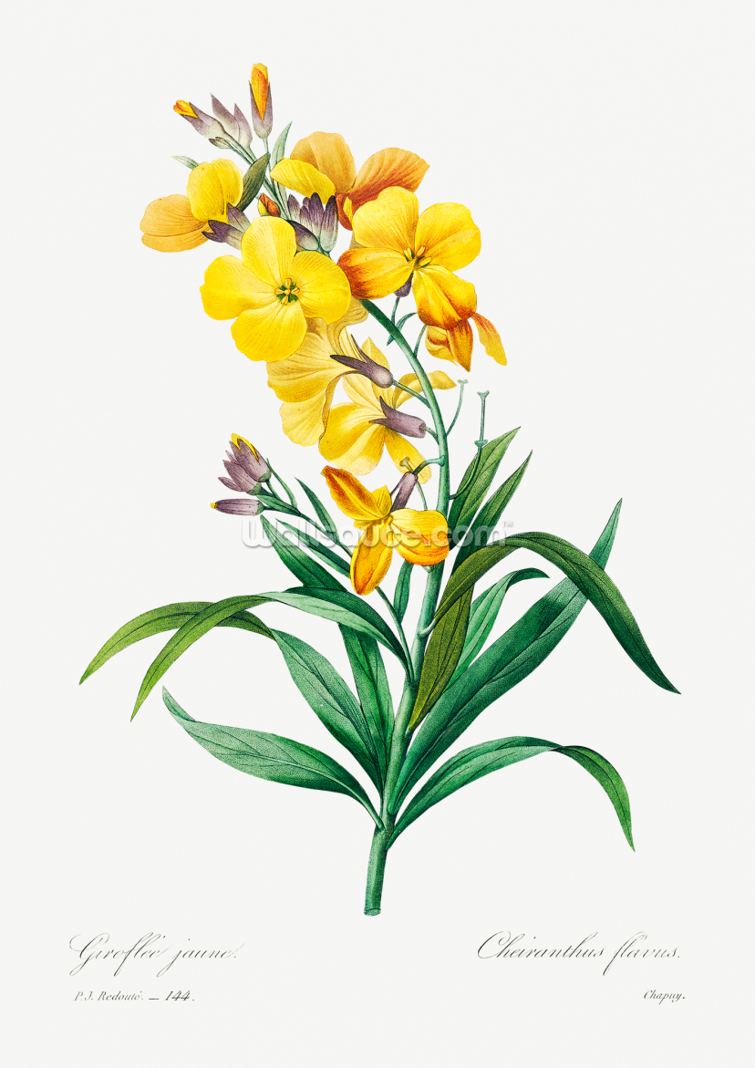 Wallflower Wallflower