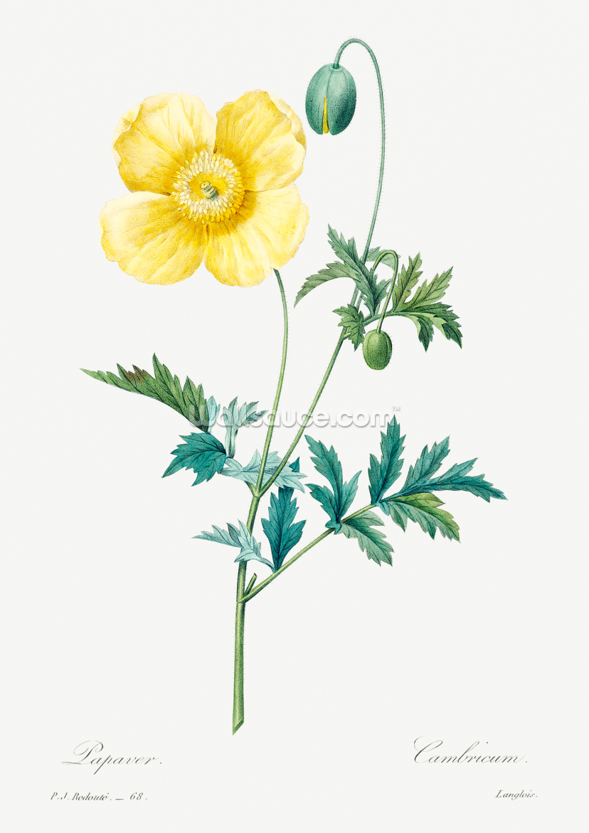 Welsh Poppy Welsh Poppy