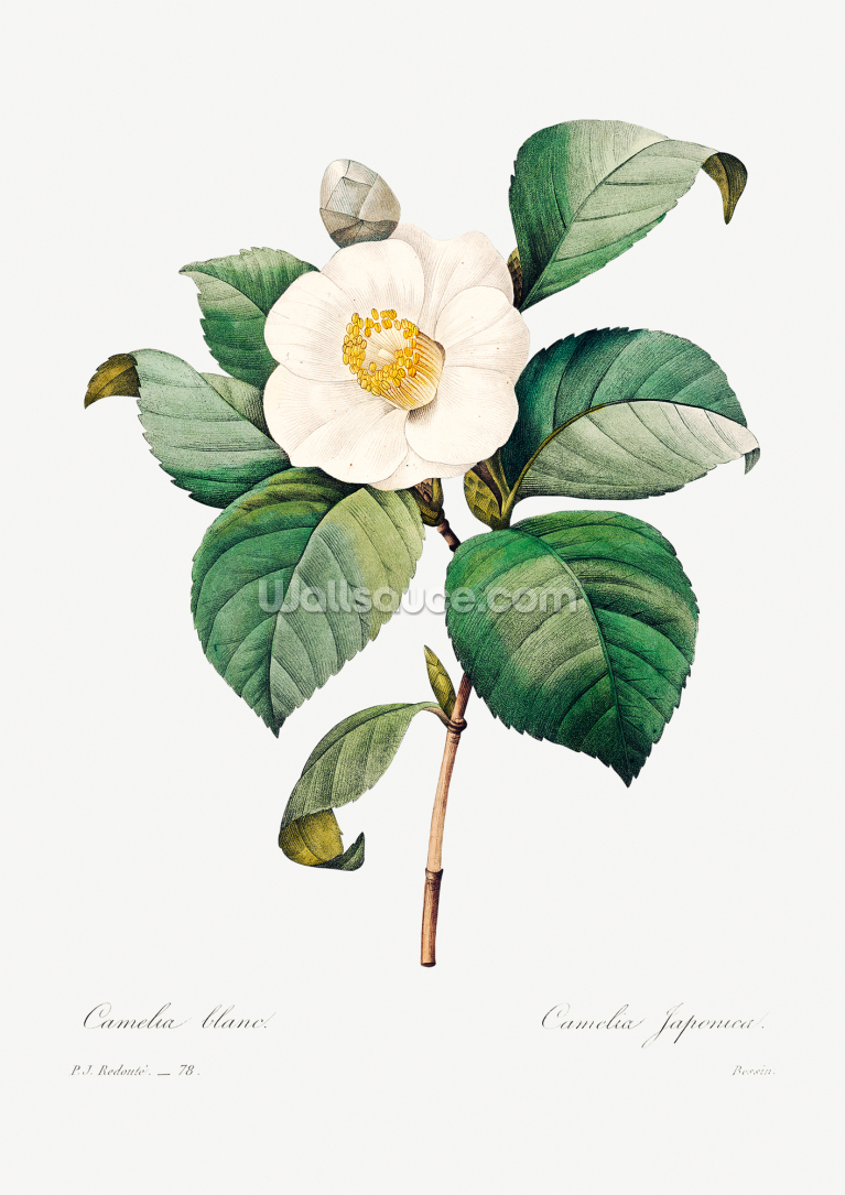 White Japanese Camellia White Japanese Camellia