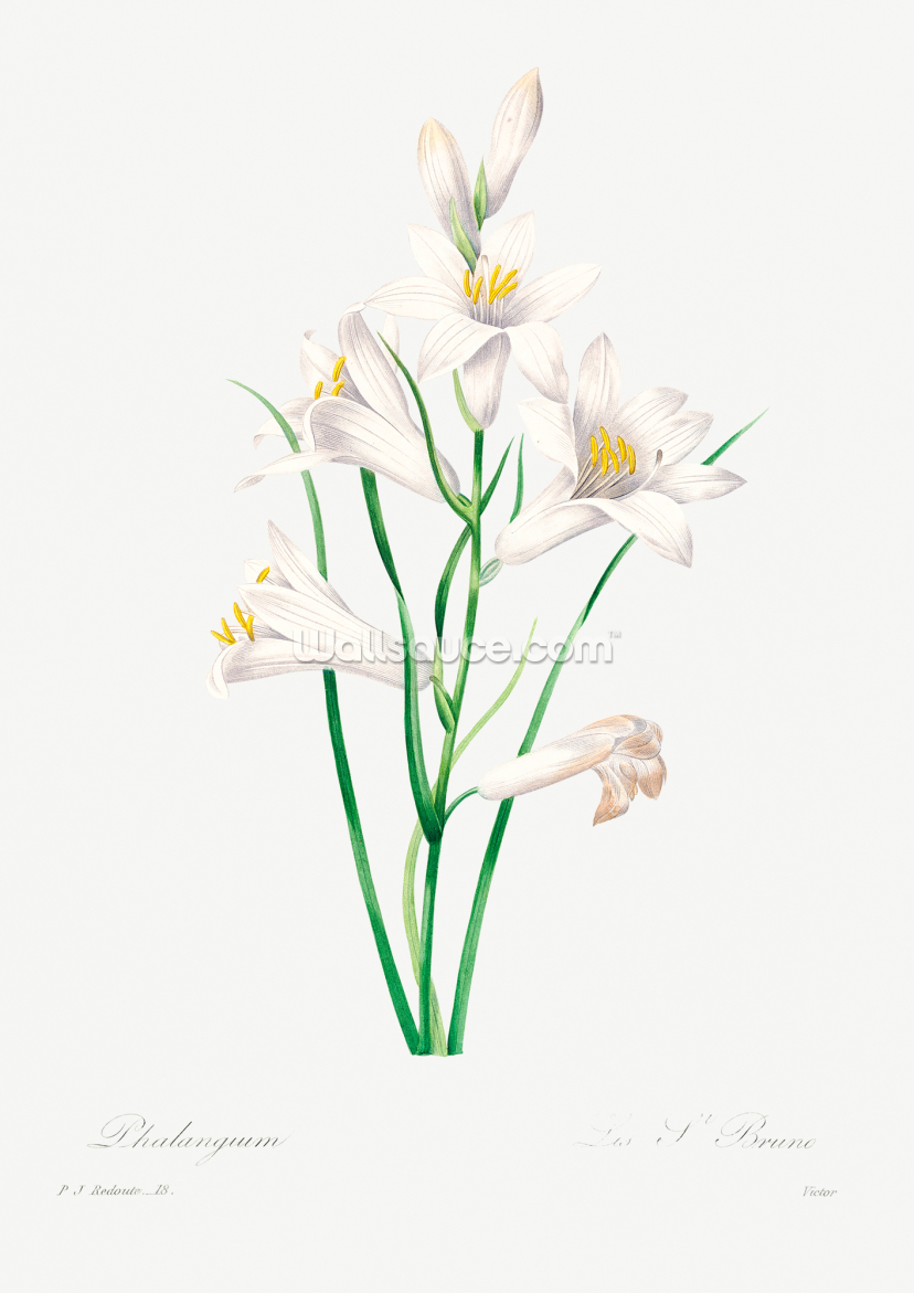 White Lily White Lily