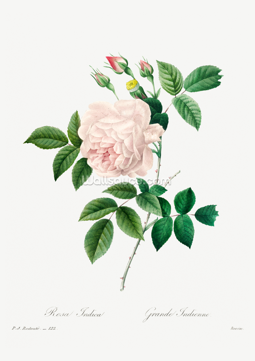 White Rose White Rose