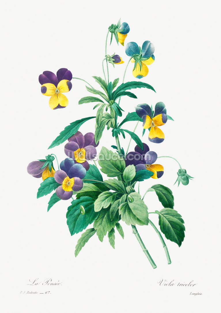 Wild Pansy Wild Pansy