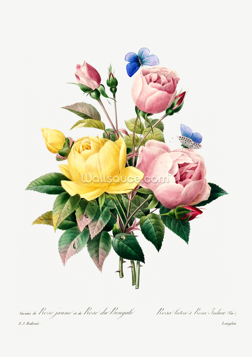 Yellow Rose And Cabbage Rose Yellow Rose And Cabbage Rose