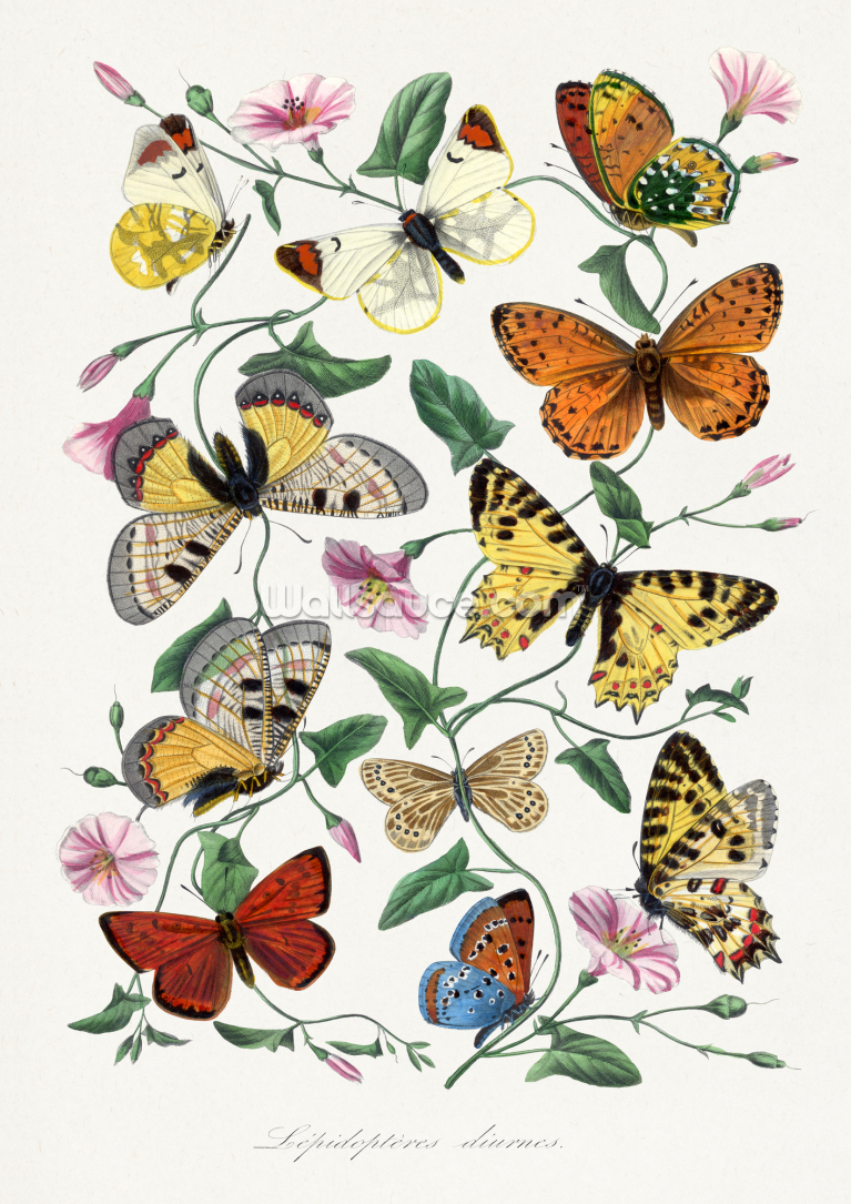 Butterfly And Moth Painting Butterfly And Moth Painting