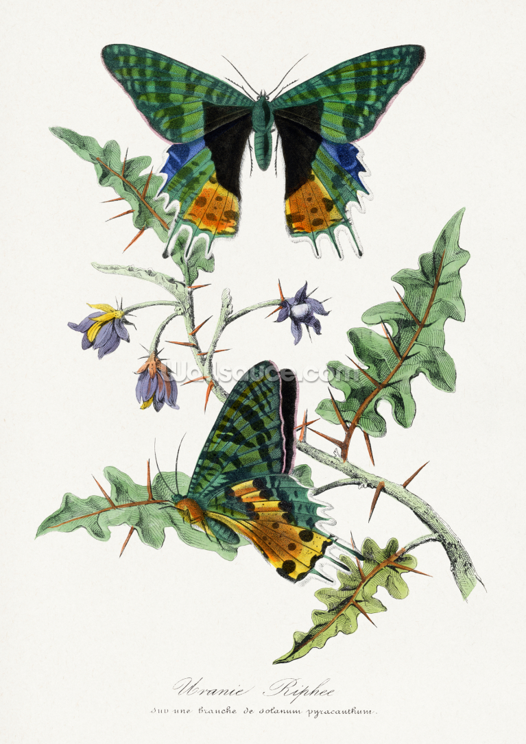 Butterfly Painting Butterfly Painting