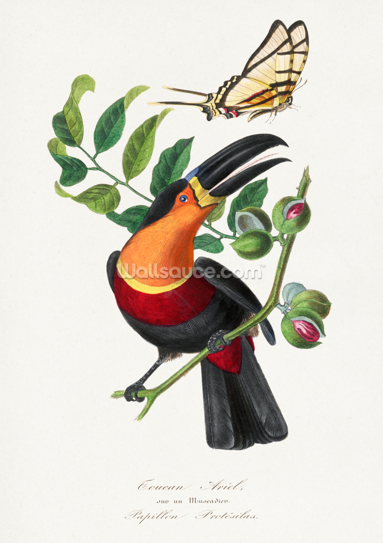 Channel Billed Toucan Bird Painting Channel Billed Toucan Bird Painting
