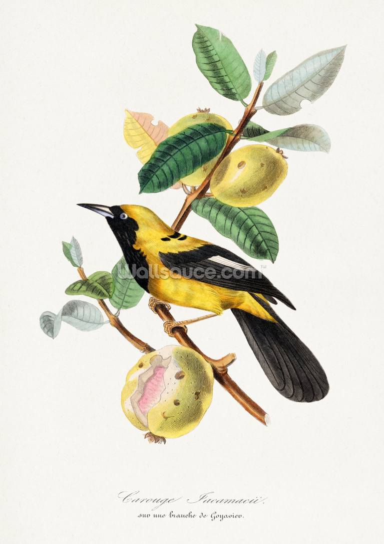 Jacamar Bird Painting Jacamar Bird Painting