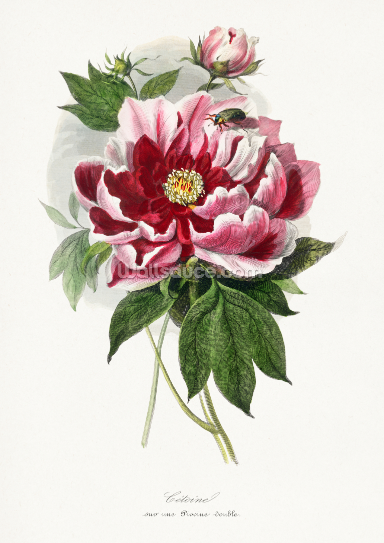 Peony Flower Painting Peony Flower Painting