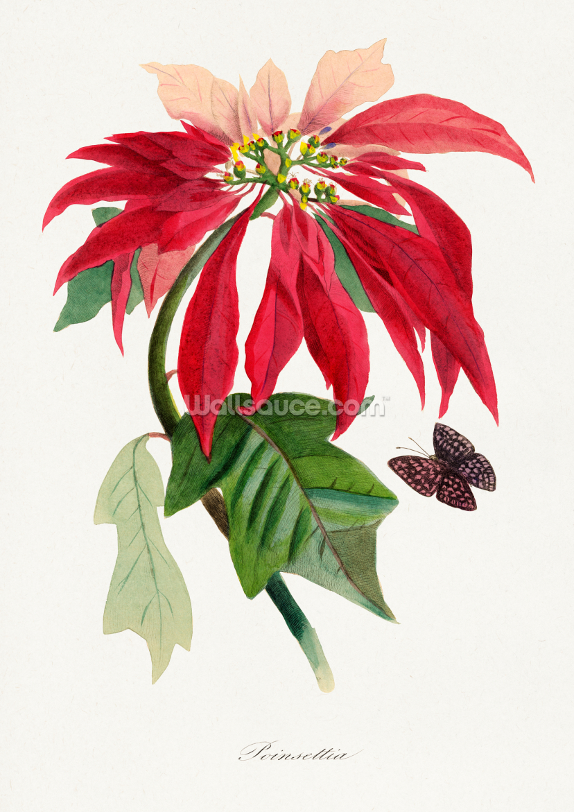 Poinsettia Flower Painting Poinsettia Flower Painting
