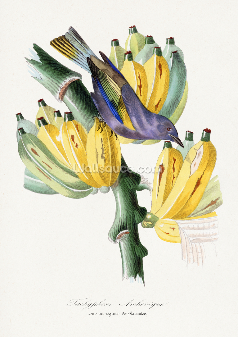 Tachyphone Archeveque Bird Painting Tachyphone Archeveque Bird Painting