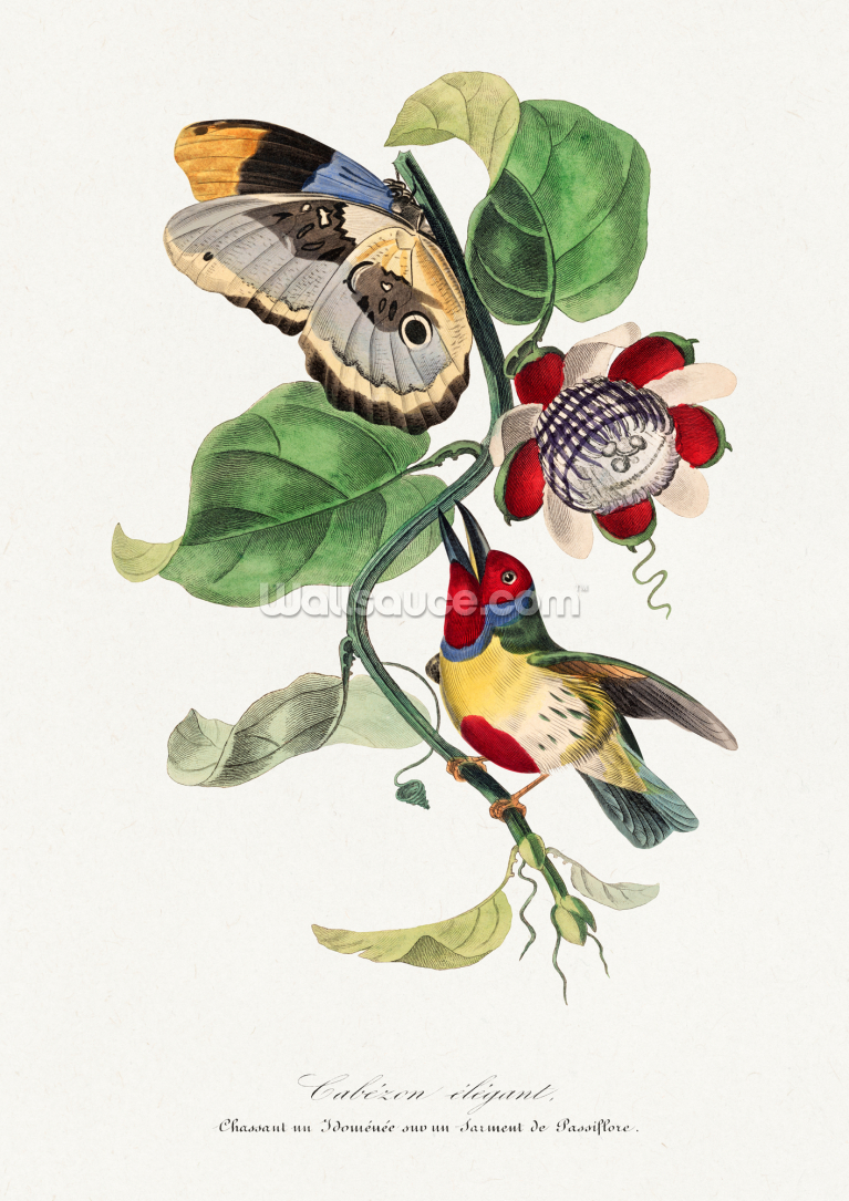 Versicolored Barbet Bird Painting Versicolored Barbet Bird Painting