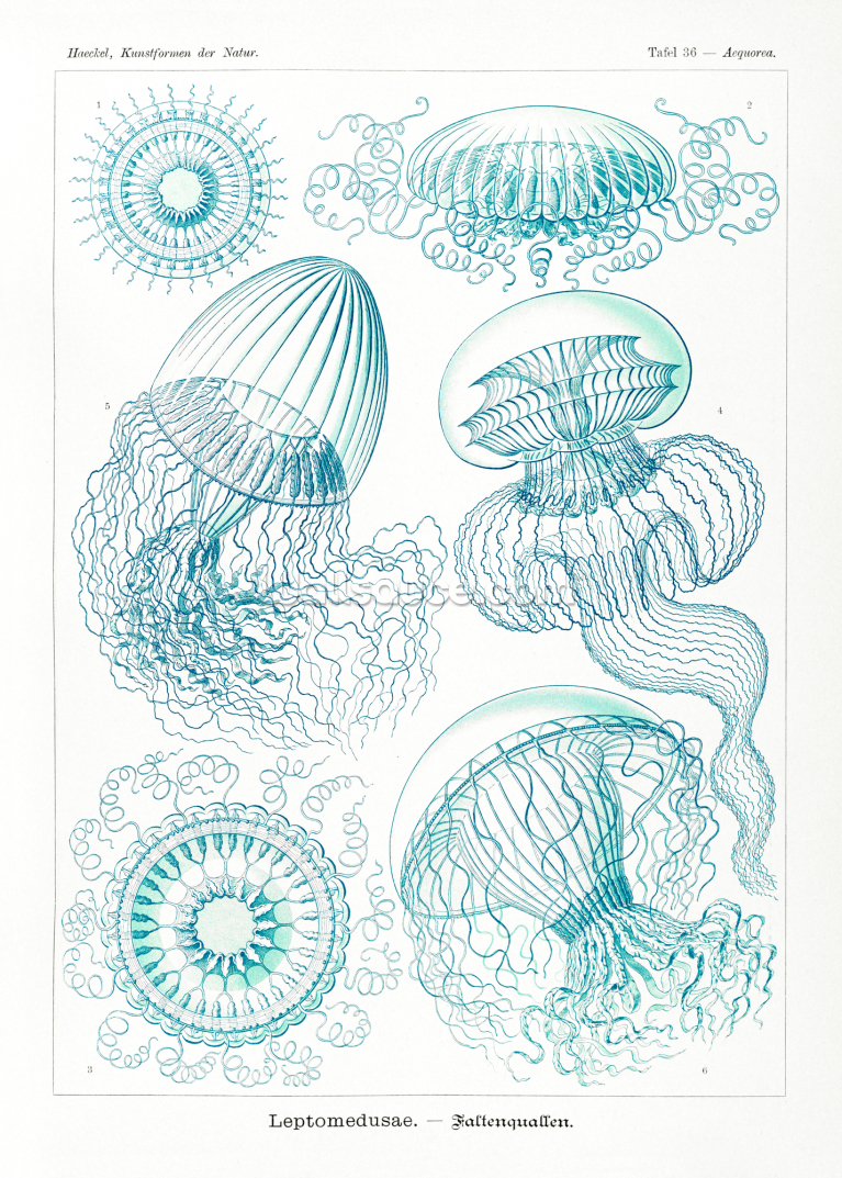 Filicinae–laubfarne From Kunstformen Der Natur 1904 Filicinae–laubfarne From Kunstformen Der Natur 1904