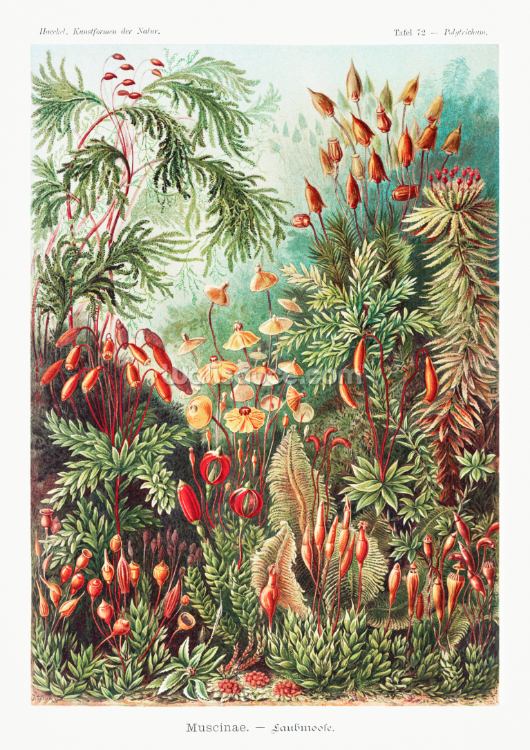Muscinae–laubmoose From Kunstformen Der Natur 1904 Muscinae–laubmoose From Kunstformen Der Natur 1904