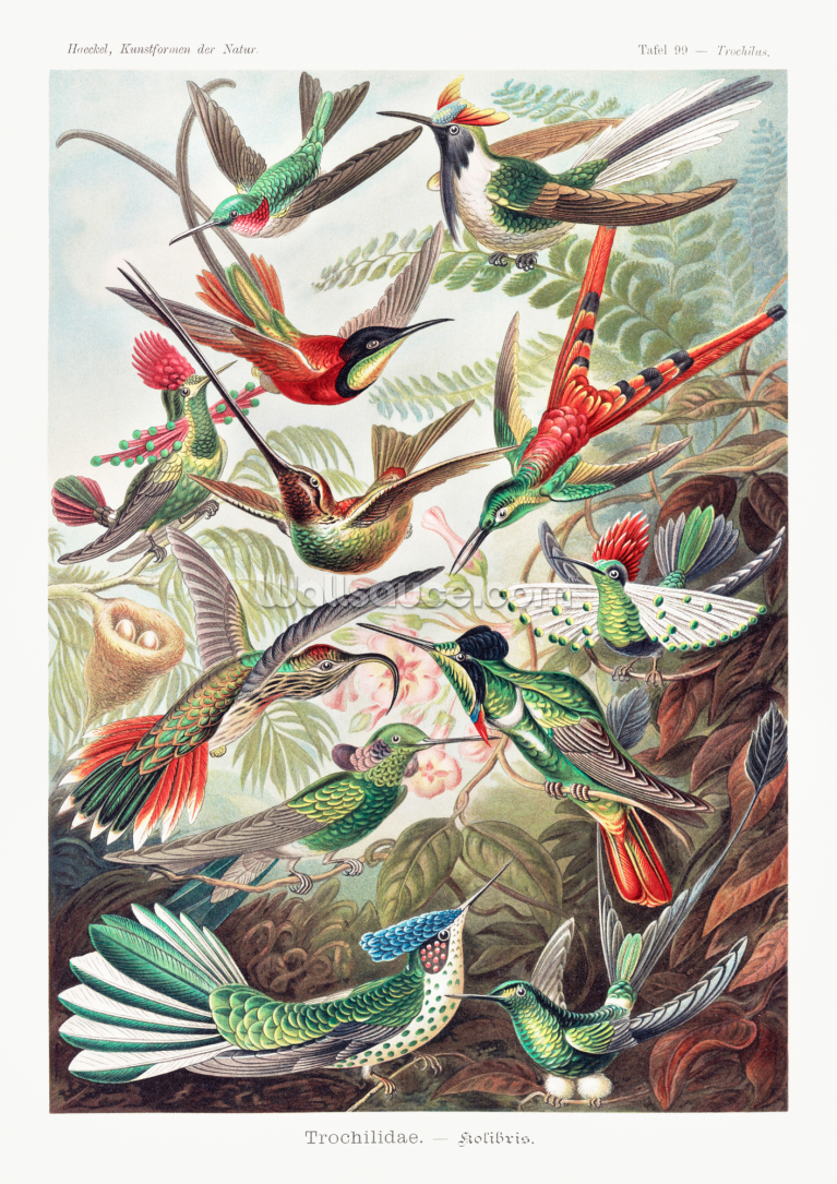 Trochilidae–kolibris From Kunstformen Der Natur 1904 Trochilidae–kolibris From Kunstformen Der Natur 1904