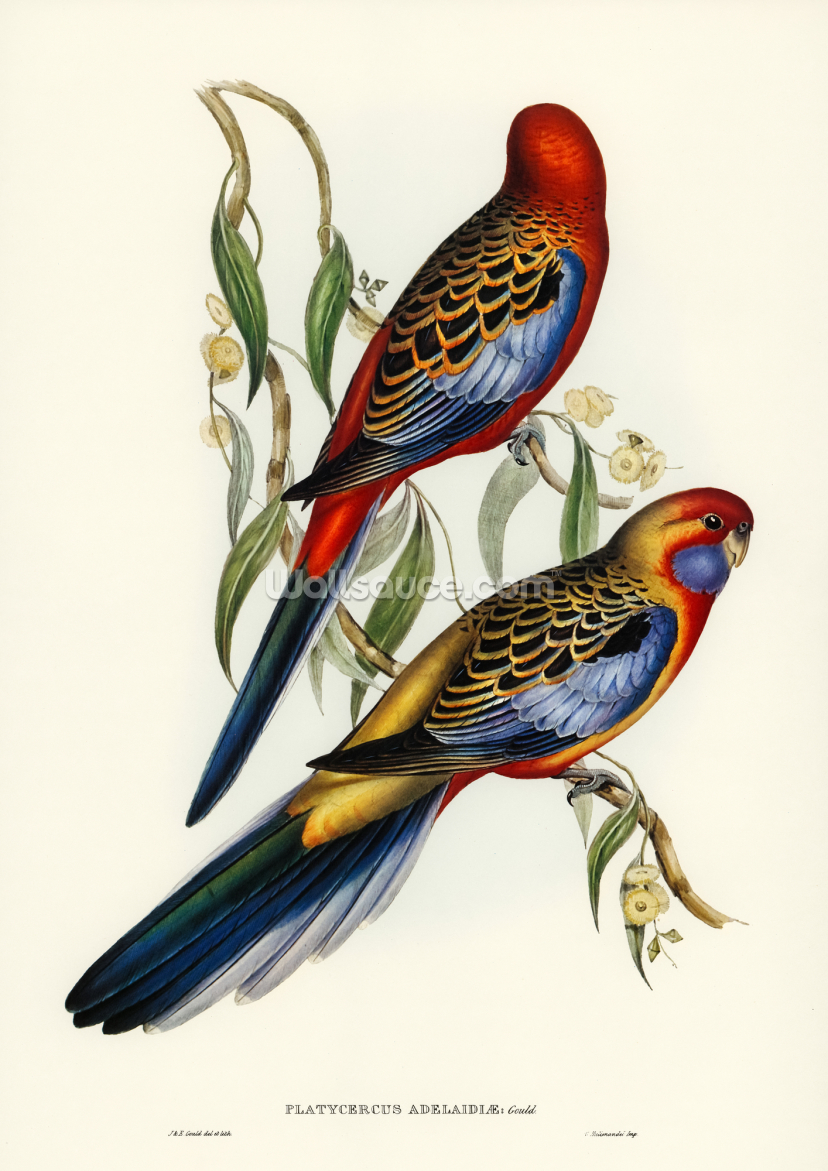 Adelaide Parakeet Adelaide Parakeet