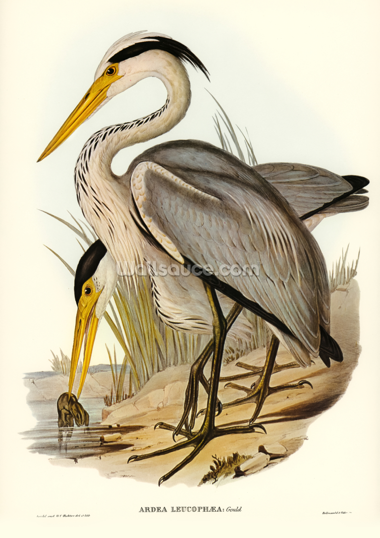 Great Grey Heron Great Grey Heron