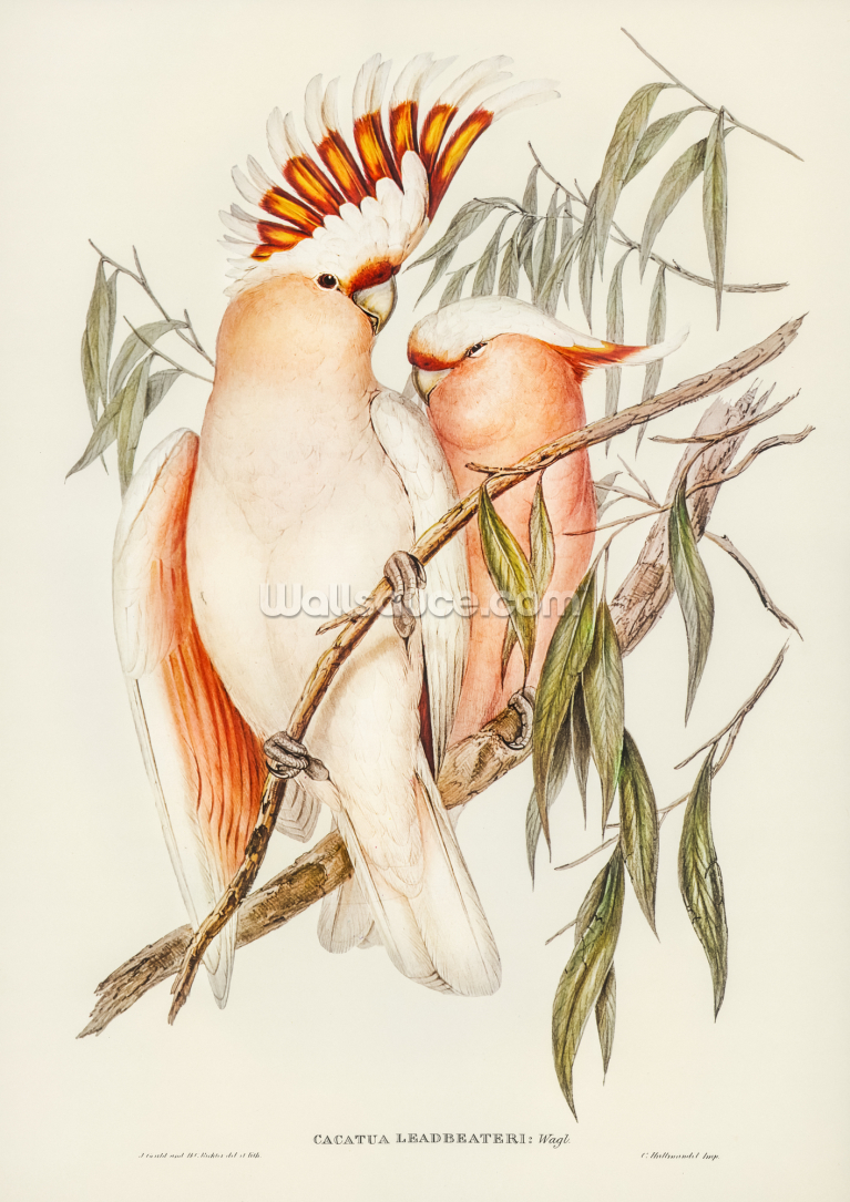 Leadbeaters Cockatoo Leadbeaters Cockatoo