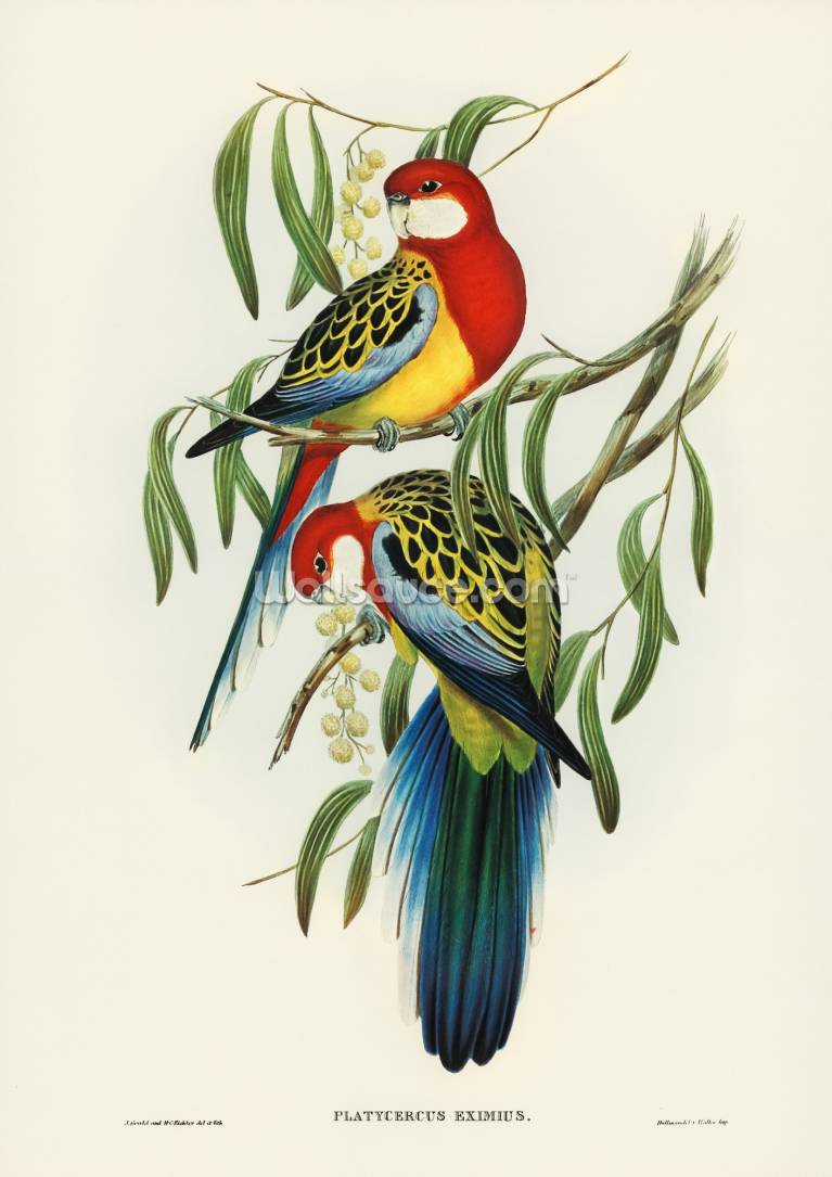 Rose Hill Parakeet Rose Hill Parakeet