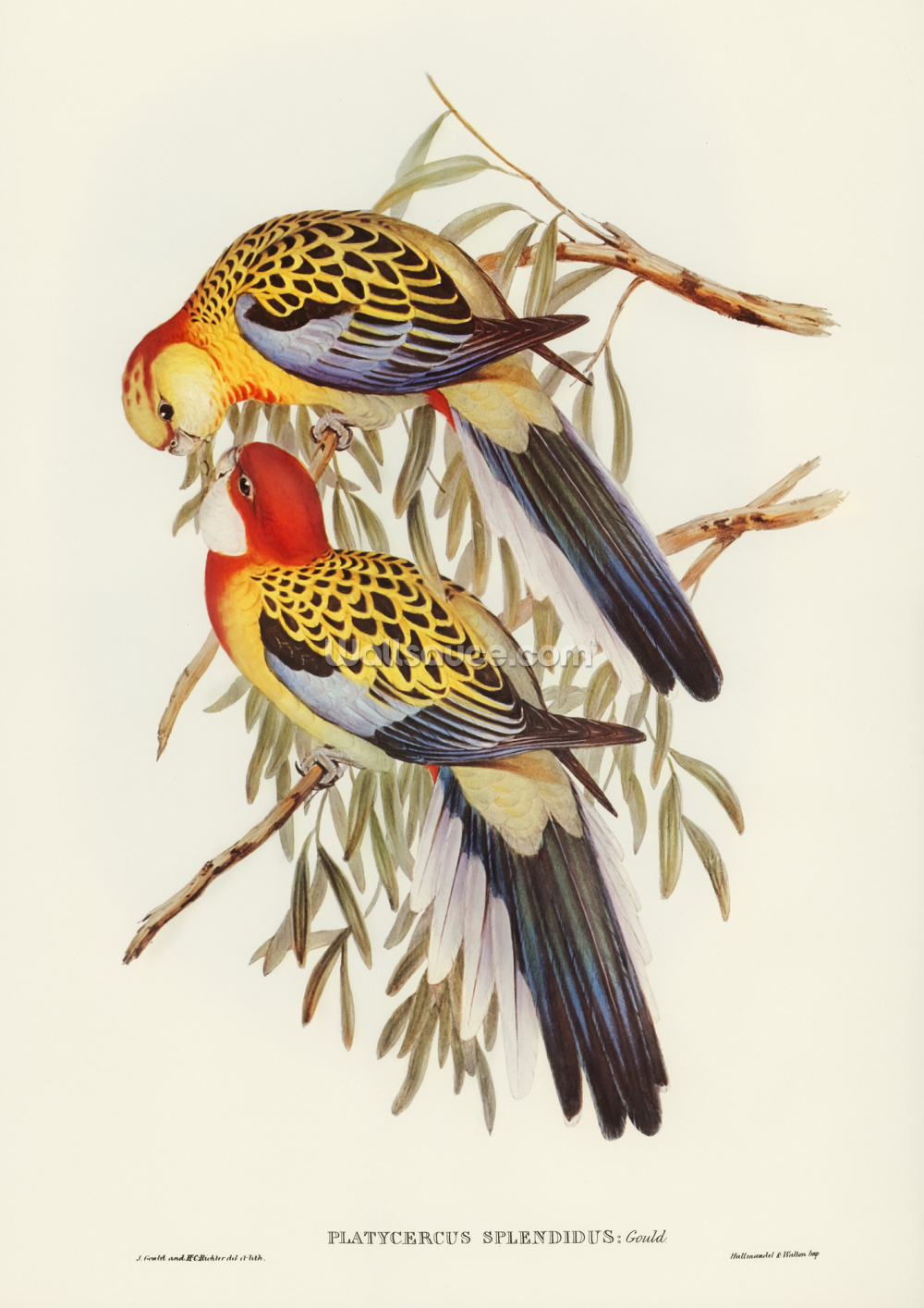 Splendid Parakeet Prints & Poster Wallsauce UK