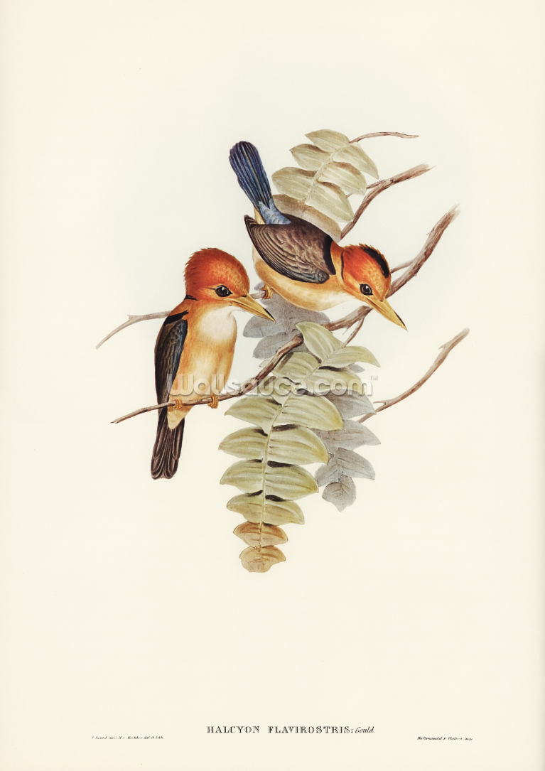 Yellow Billed Kingfisher Yellow Billed Kingfisher