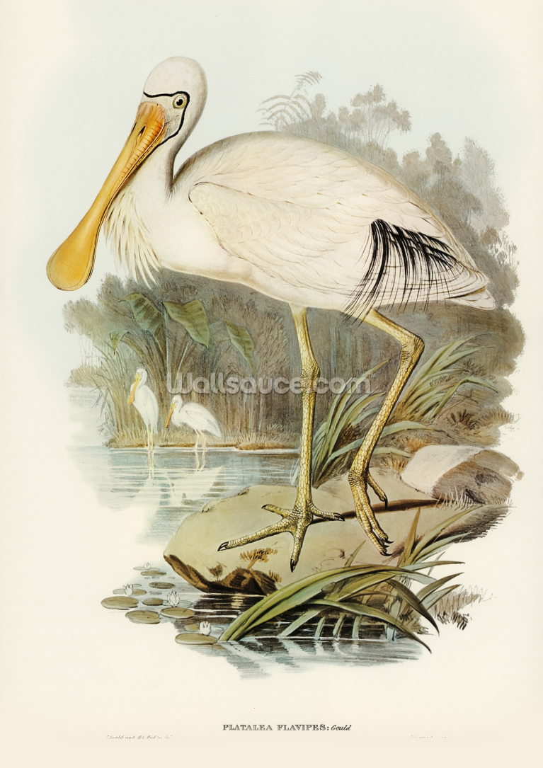 Yellow Legged Spoonbill Yellow Legged Spoonbill
