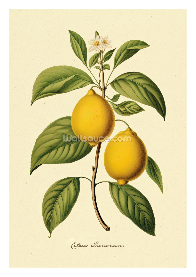 Botanical Fruit Lemons Botanical Fruit Lemons