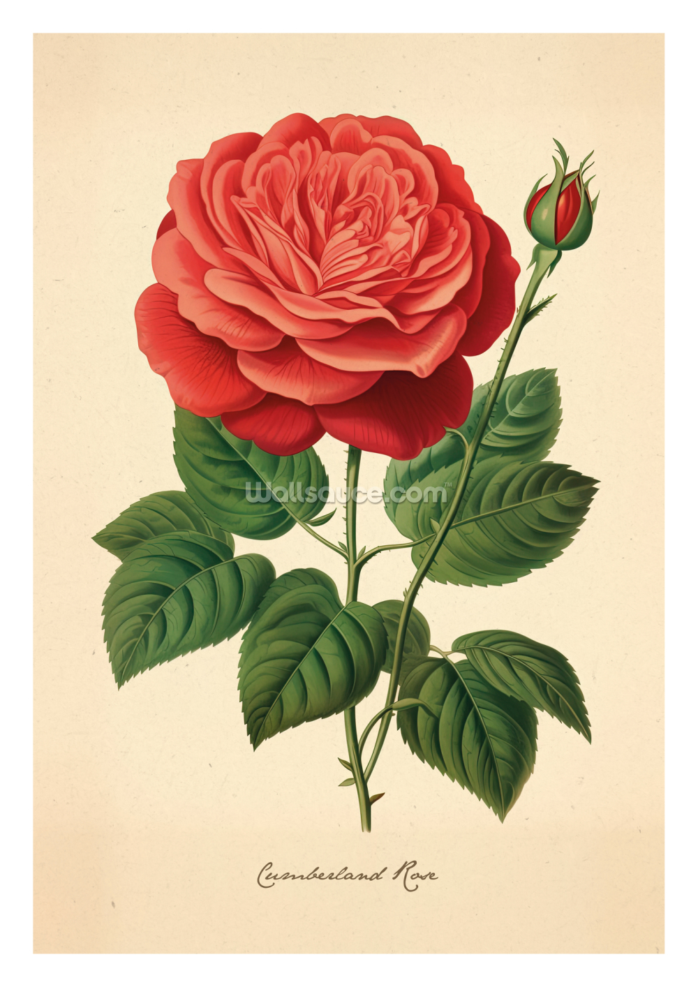 Botanical Rose Print By Maria Salomon | Wallsauce UK