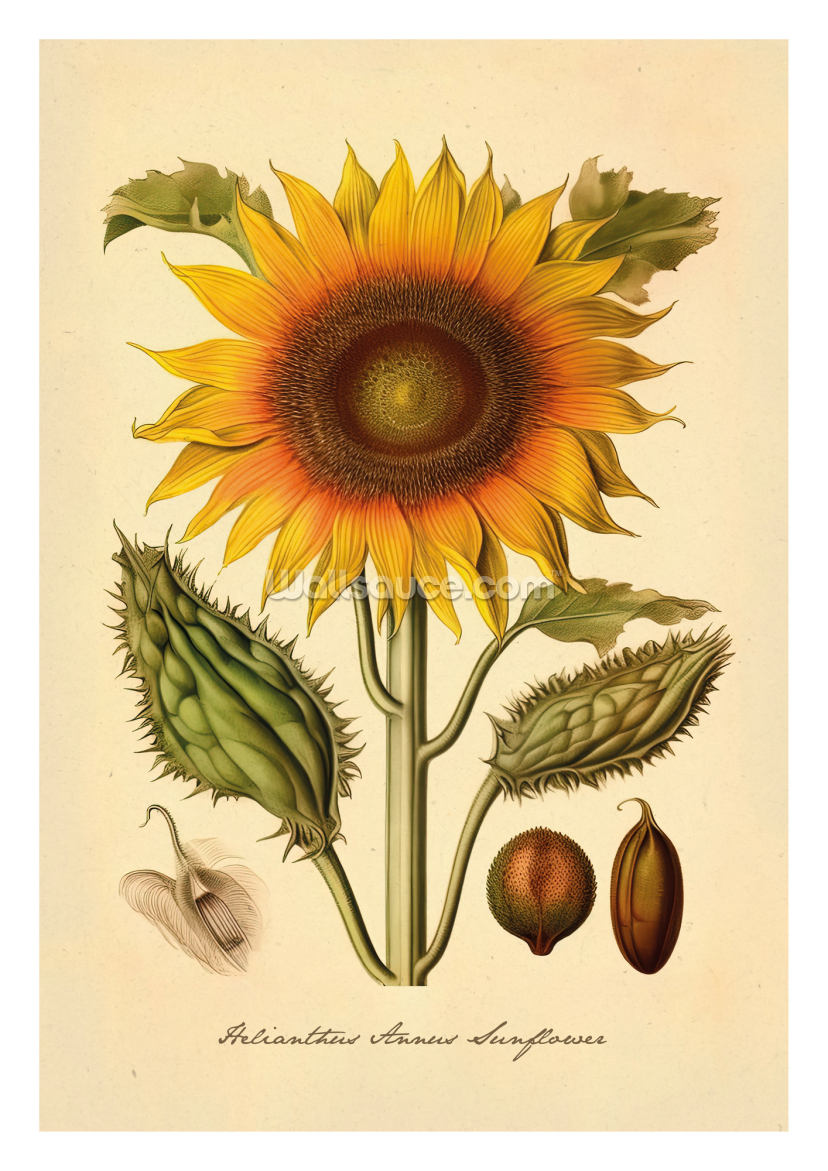 Vintage Prints | Wallsauce UK
