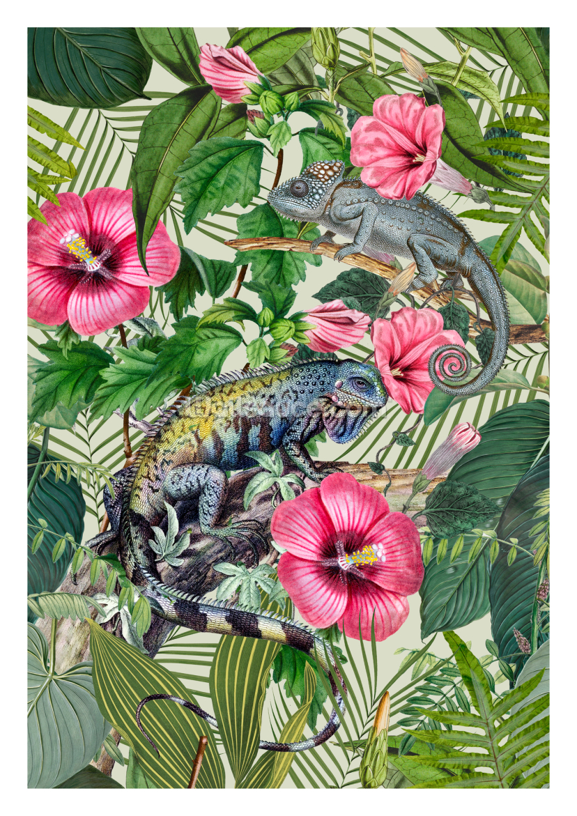 Tropical Iguana Tropical Iguana