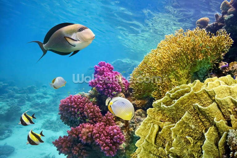 Coral Reef - Red Sea - Egypt Coral Reef - Red Sea - Egypt