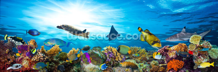 Sea Life Coral Reef Panorama Sea Life Coral Reef Panorama