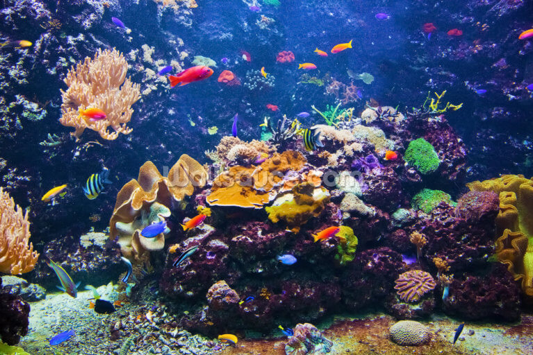 Underwater scene with fish, coral reef Underwater scene with fish, coral reef