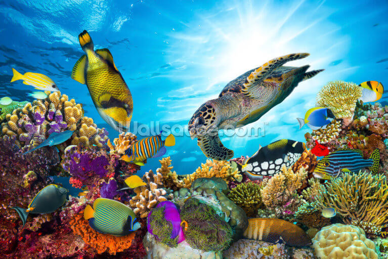 Coral Reef Diversity Coral Reef Diversity