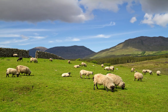 Sheep Grazing Sheep Grazing