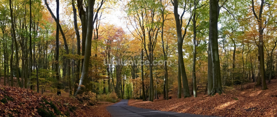 Colourful Autumn Woodland