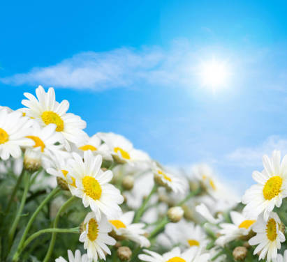 Daisy Daisy