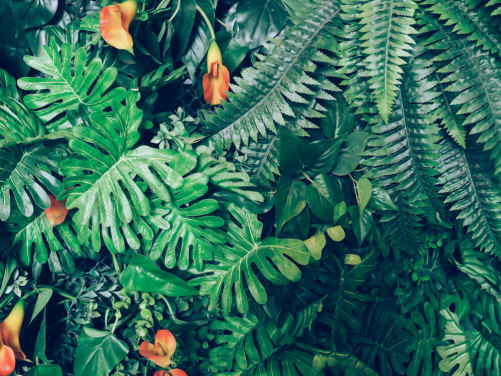 Green Jungle Background