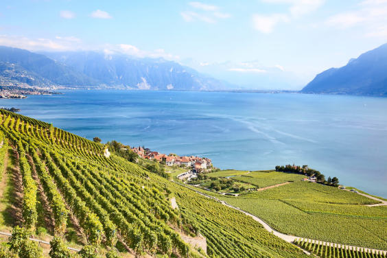 Lavaux Region Vineyards