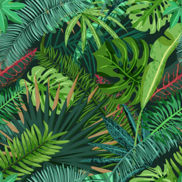 Monstera Leaves