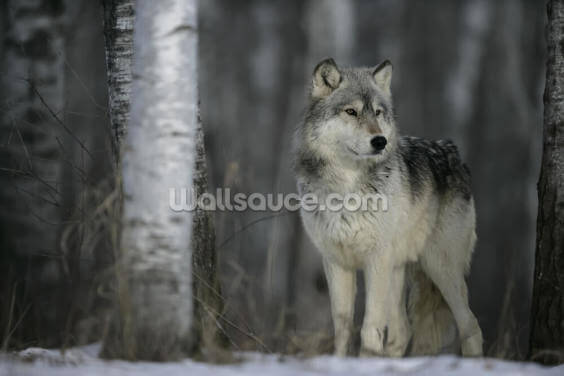 Grey Wolf Prowls Grey Wolf Prowls