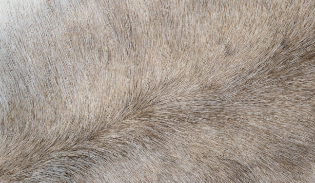 Grey Horse Hair Print