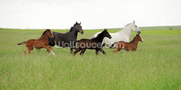 Galloping Foals and Mares