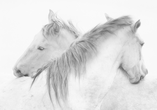 Horses In White