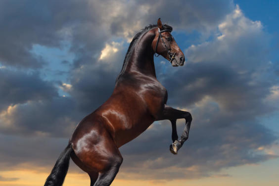 Rearing Bay Horse and Sky