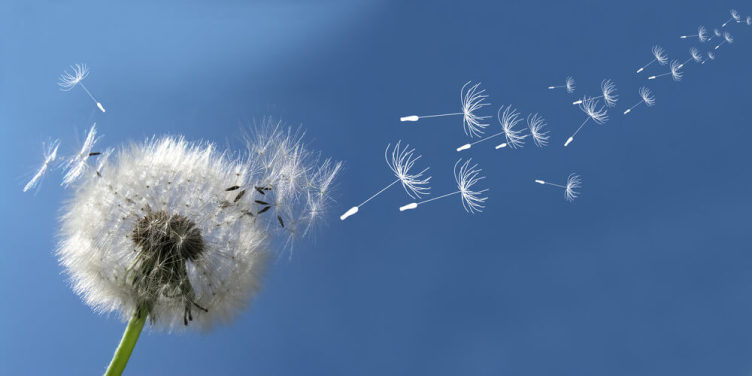 Dandelion Breeze Dandelion Breeze