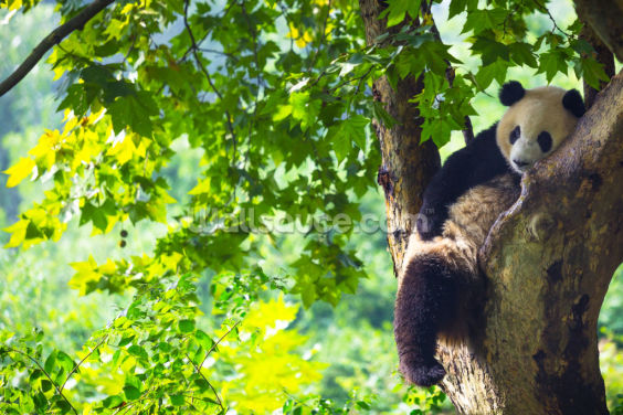 Cute Panda Cute Panda
