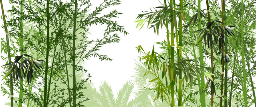 Green Bamboo Forest