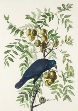 American Crow